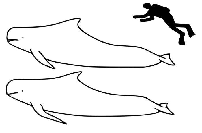 Kortfinnet grindhval, øverst, langfinnet grindhval, under. Illustrasjon: Chris Huh / Wikimedia